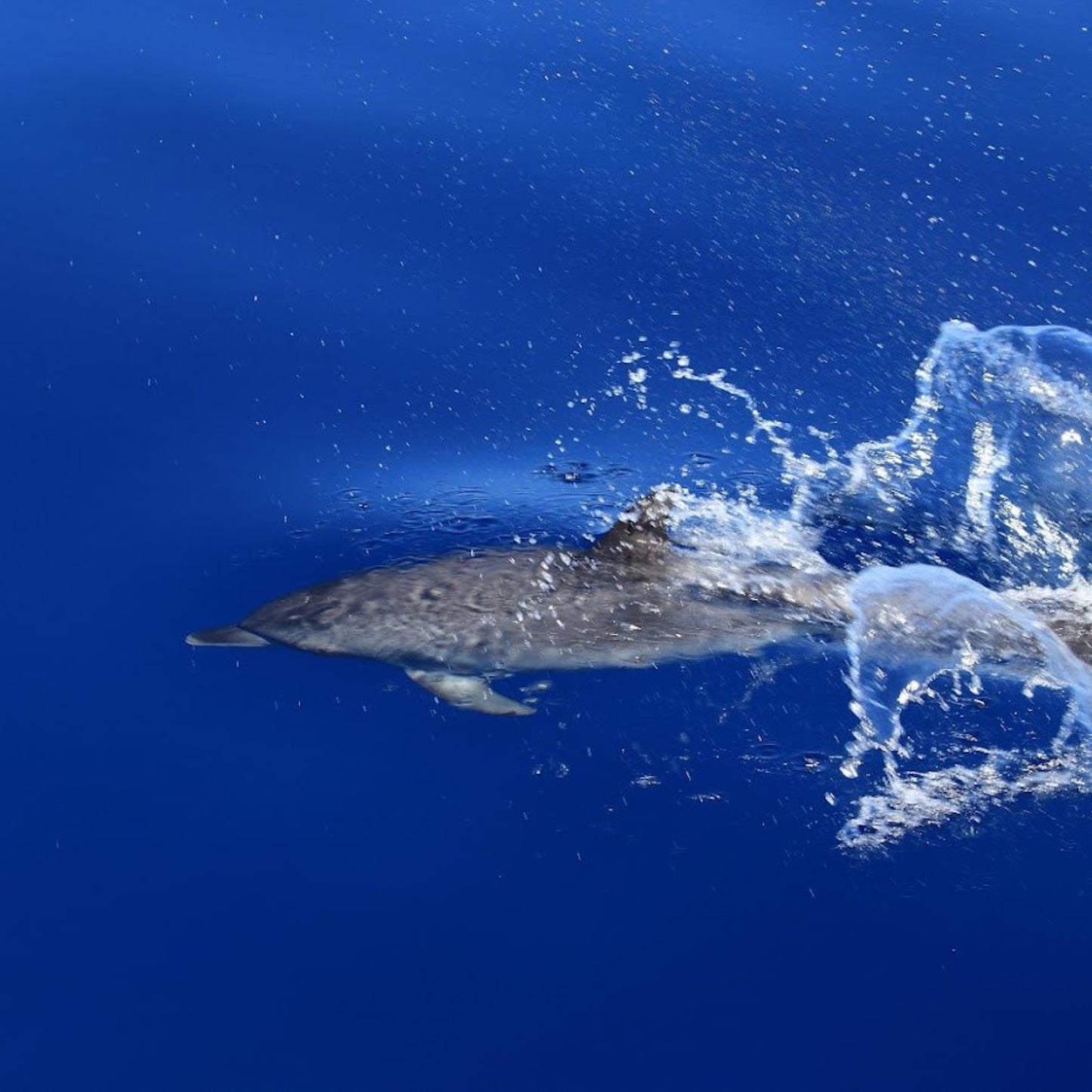 dolphin watching gran canaria - shared yacht - keeper one - blue m - dolphin swimming in front of the yacht