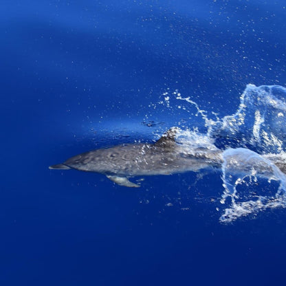 dolphin watching gran canaria - shared yacht - keeper one - blue m - dolphin swimming in front of the yacht