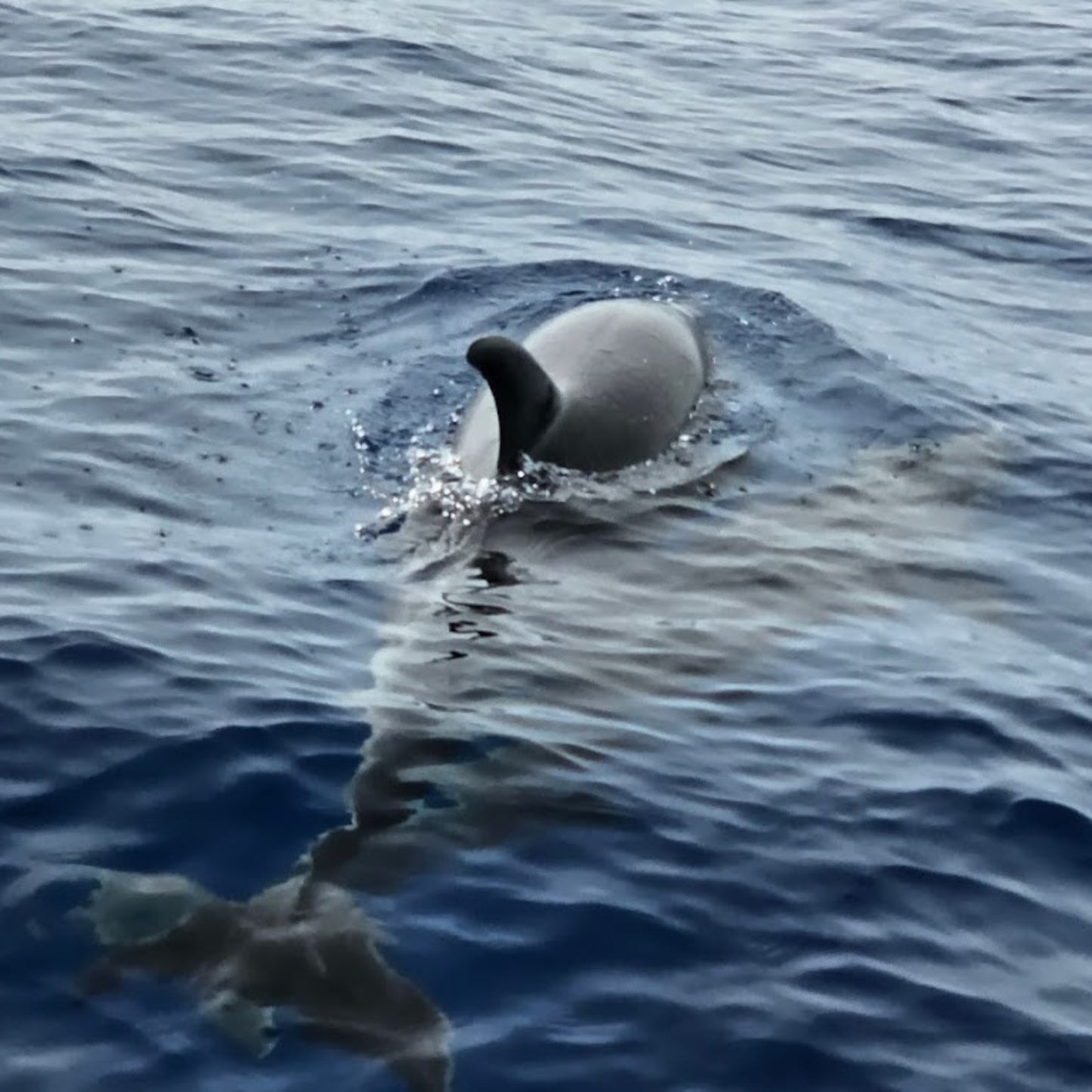 dolphin watching gran canaria - shared yacht - keeper one - blue m - one dolphin swimming