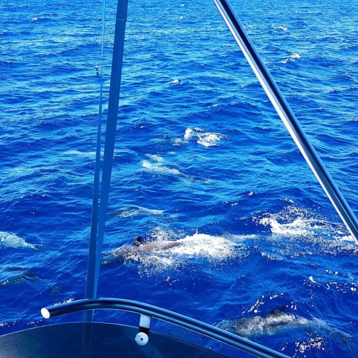 dolphin watching gran canaria - shared yacht - keeper one - blue m - pod of dolphins right in front of the boat