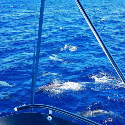 dolphin watching gran canaria - shared yacht - keeper one - blue m - pod of dolphins right in front of the boat