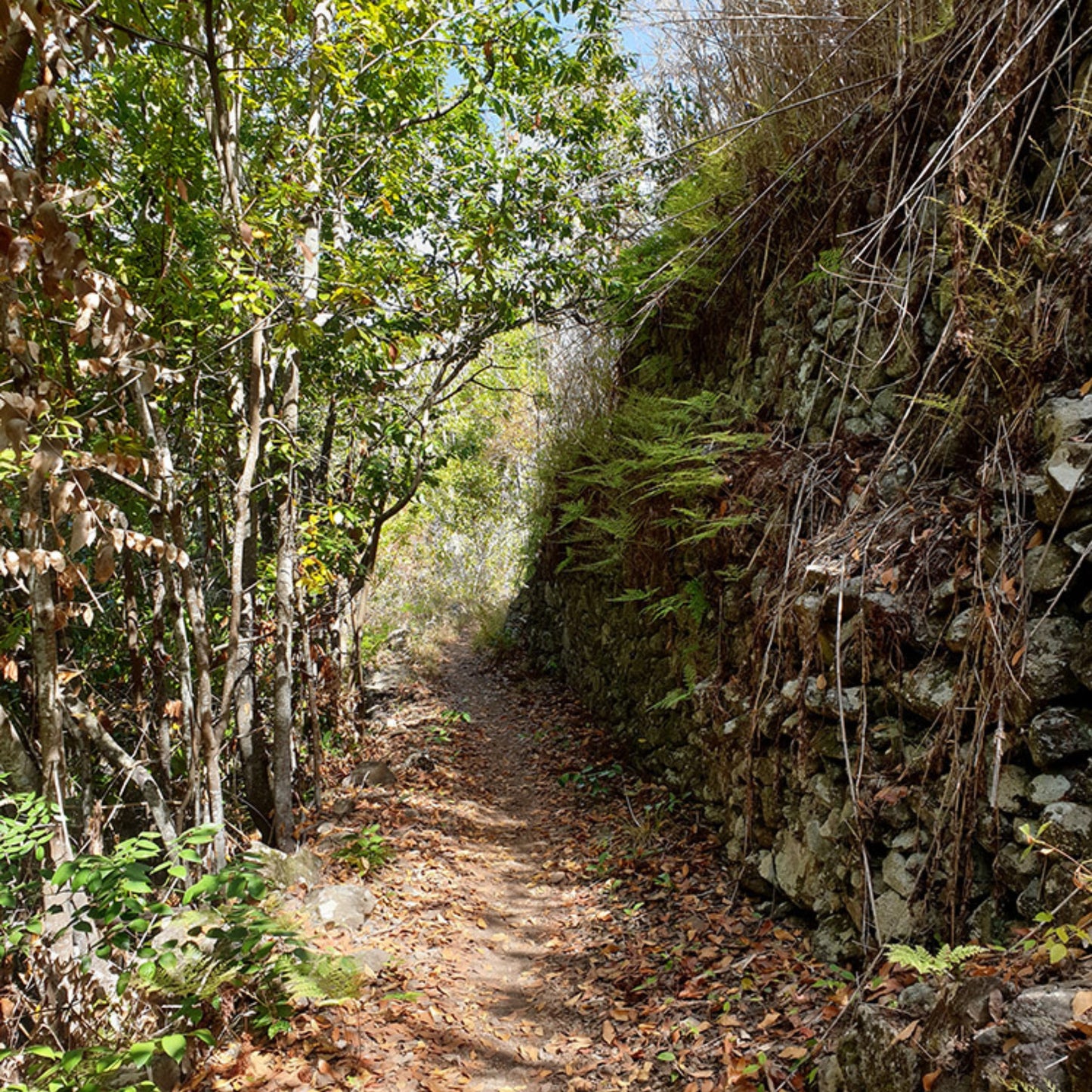 hiking gran canaria - the laurel forest hidden path