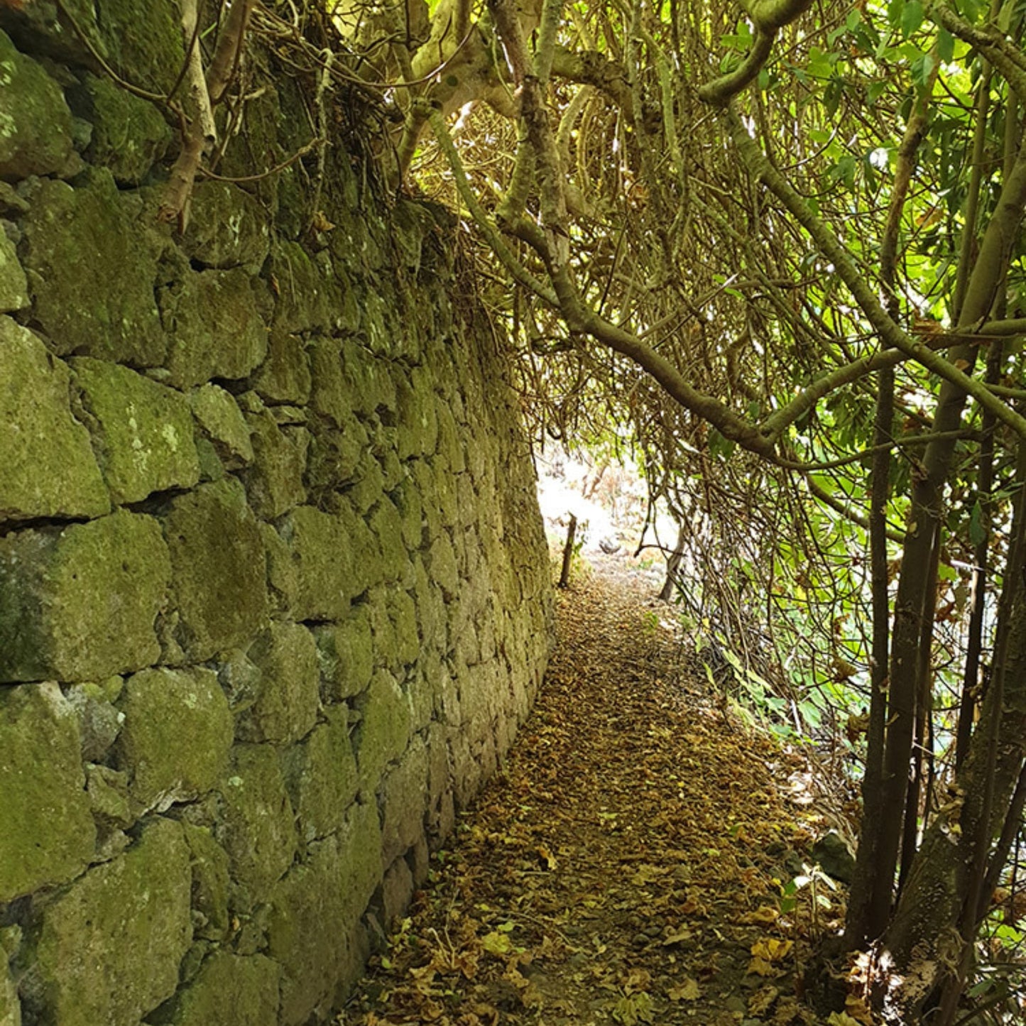 hiking gran canaria - the laurel forest hidden path along the brickwall
