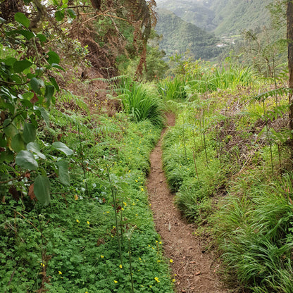 hiking gran canaria - the laurel forest small path