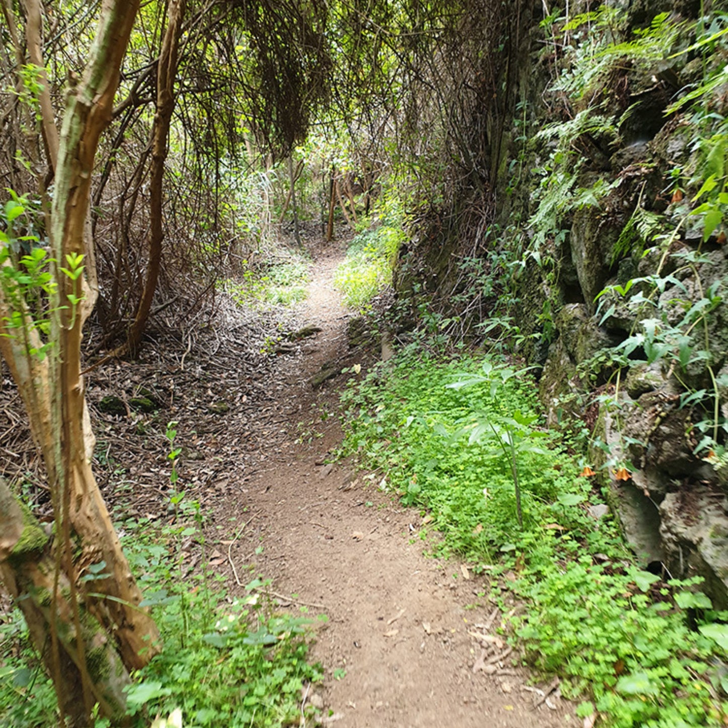 hiking gran canaria - the laurel forest path