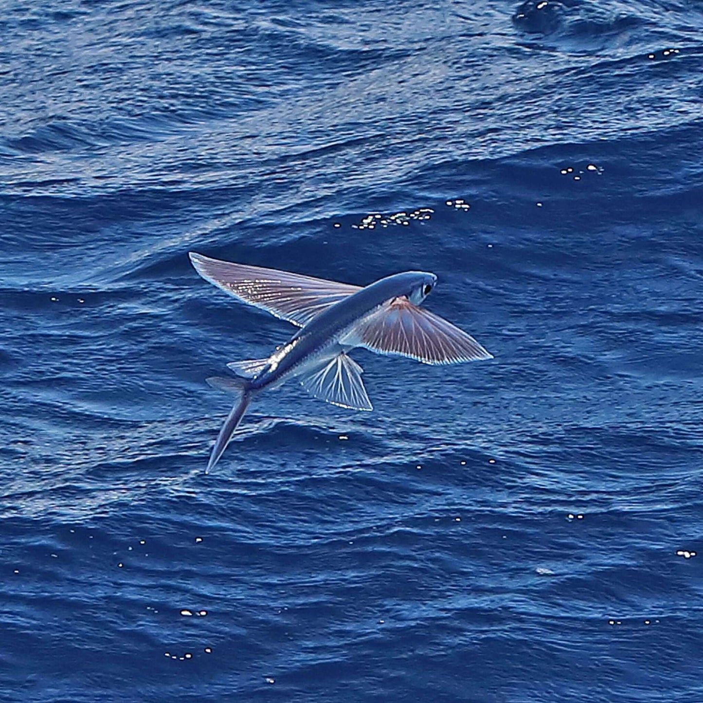 dolphin playa catamaran boat trip gran canaria - flying fish