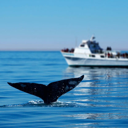 dolphin playa catamaran boat trip gran canaria -whales