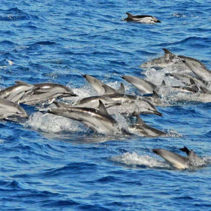 dolphin playa catamaran boat trip gran canaria - dolphins