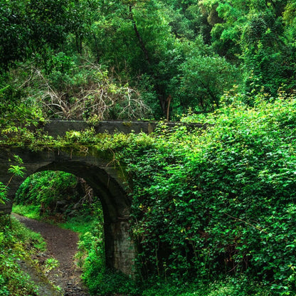 hiking at the laurel forest 