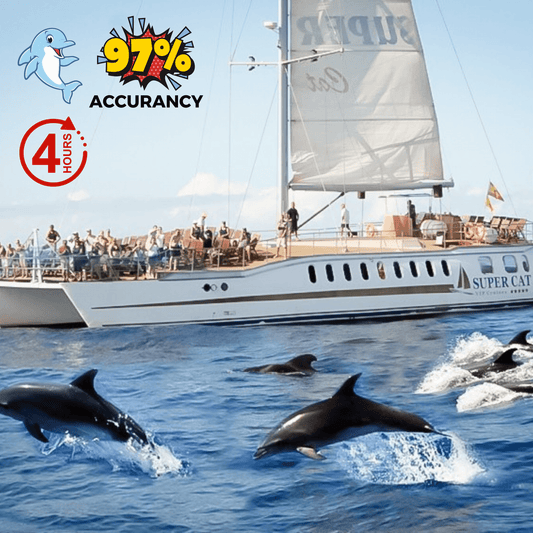 dolphin boat trip and trip gran canaria
