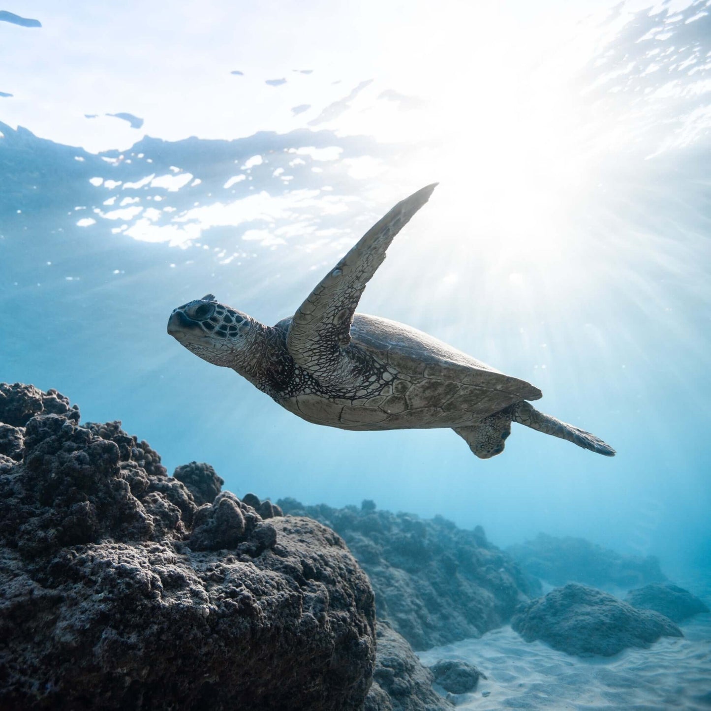 Catamaran Boat Trip - Afternoon Cruise - turtles